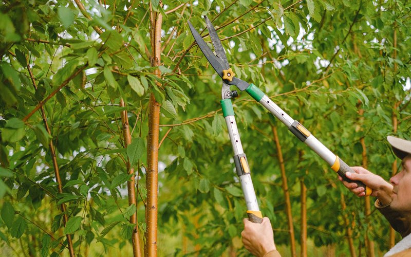 Tree trimming in Duncansville, PA